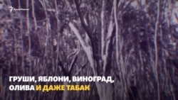 Вода в Крыму: каким был Крым до и после строительства Северо-Крымского канала (видео)