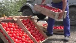 Rusiyanın pomidor və alma qadağası